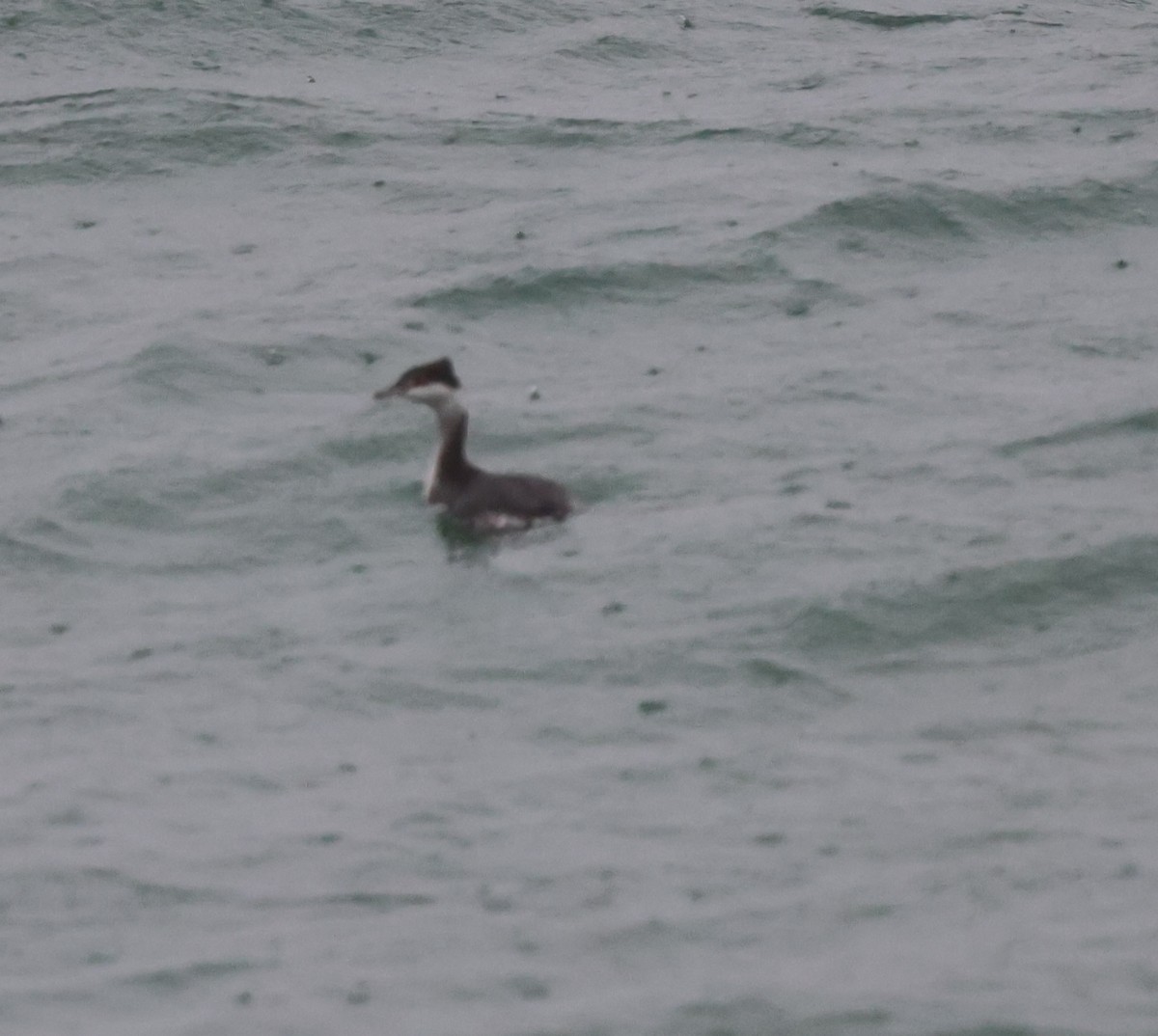 Grèbe esclavon - ML646618157