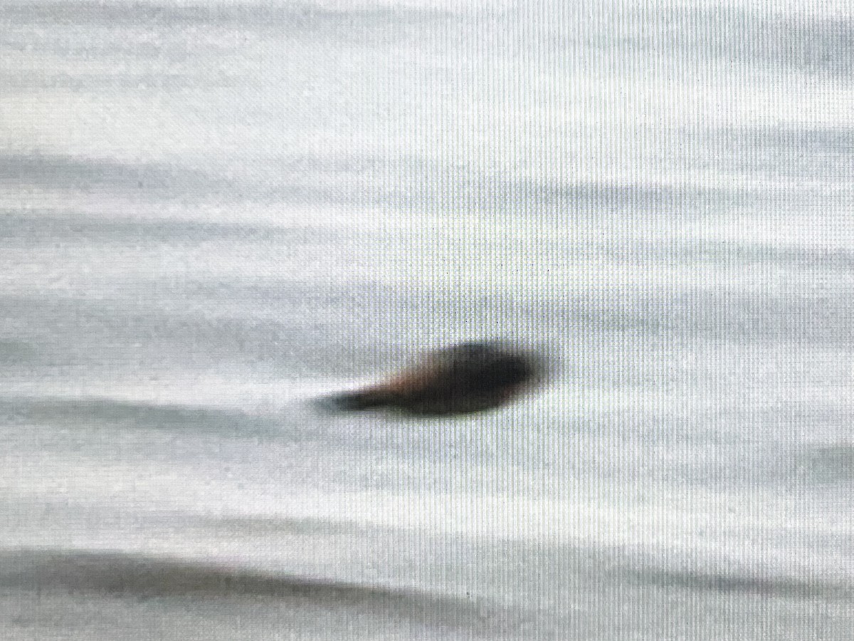 Cave Swallow - ML646618158