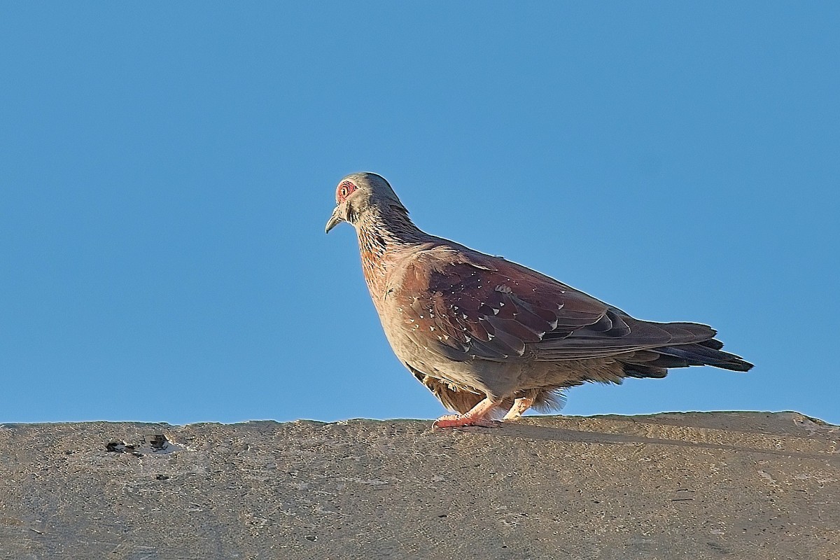 Speckled Pigeon - ML646618160