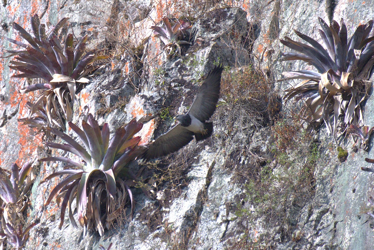 høvdingvåk - ML646618161