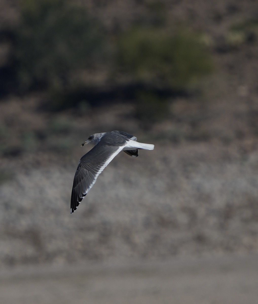 Lesser Black-backed Gull - ML646618163