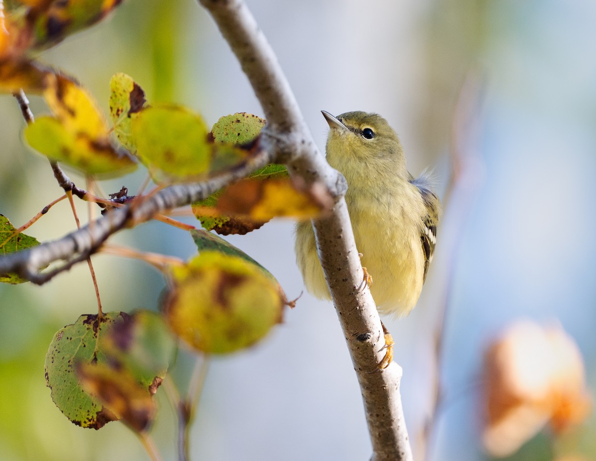 Kara Kırçıllı Ötleğen - ML646618164