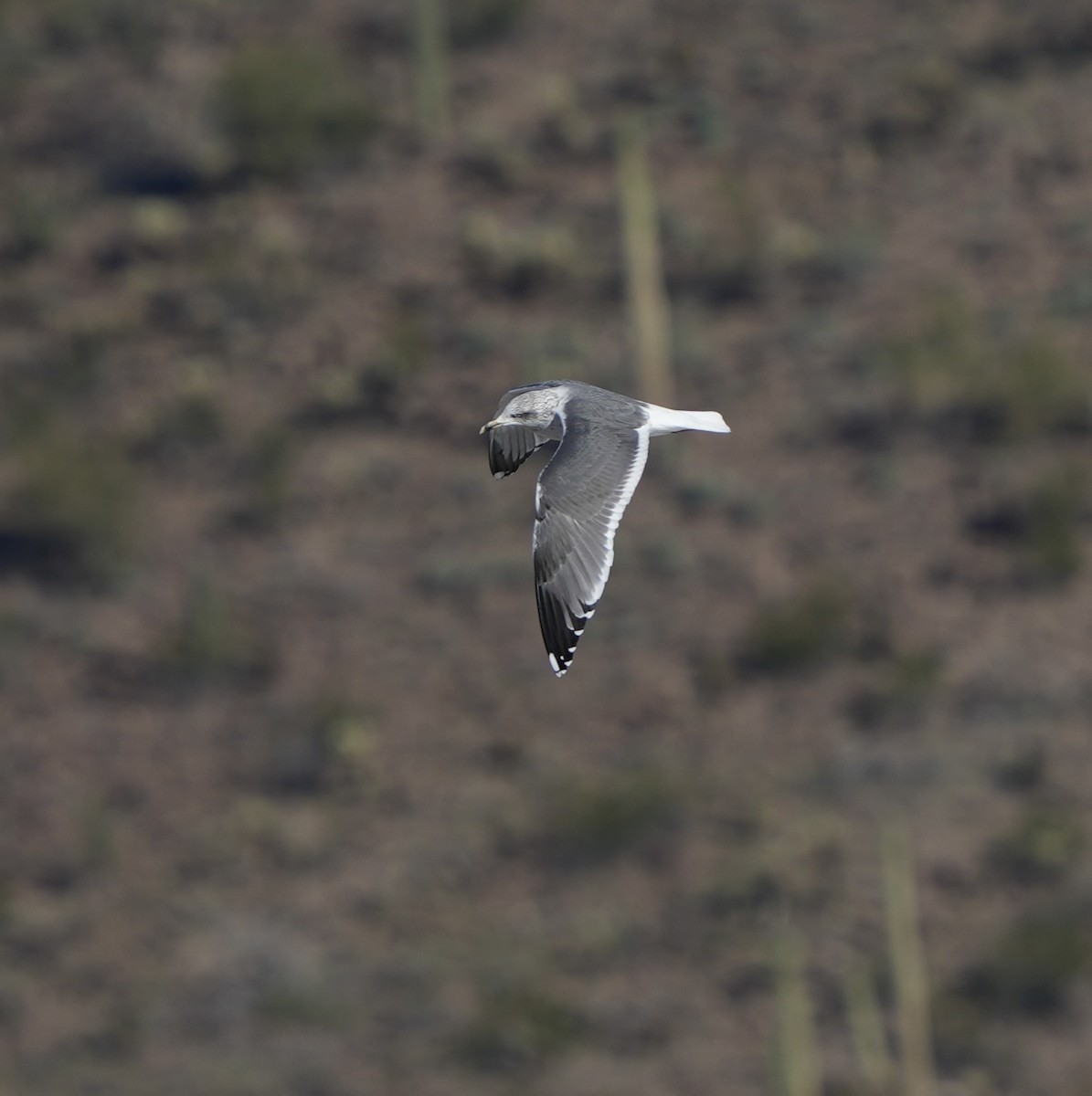 ニシセグロカモメ - ML646618167