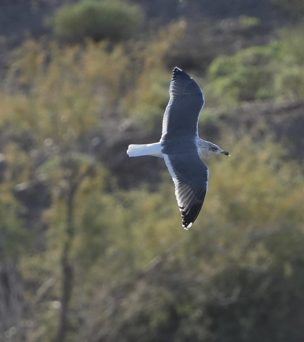 ニシセグロカモメ - ML646618169