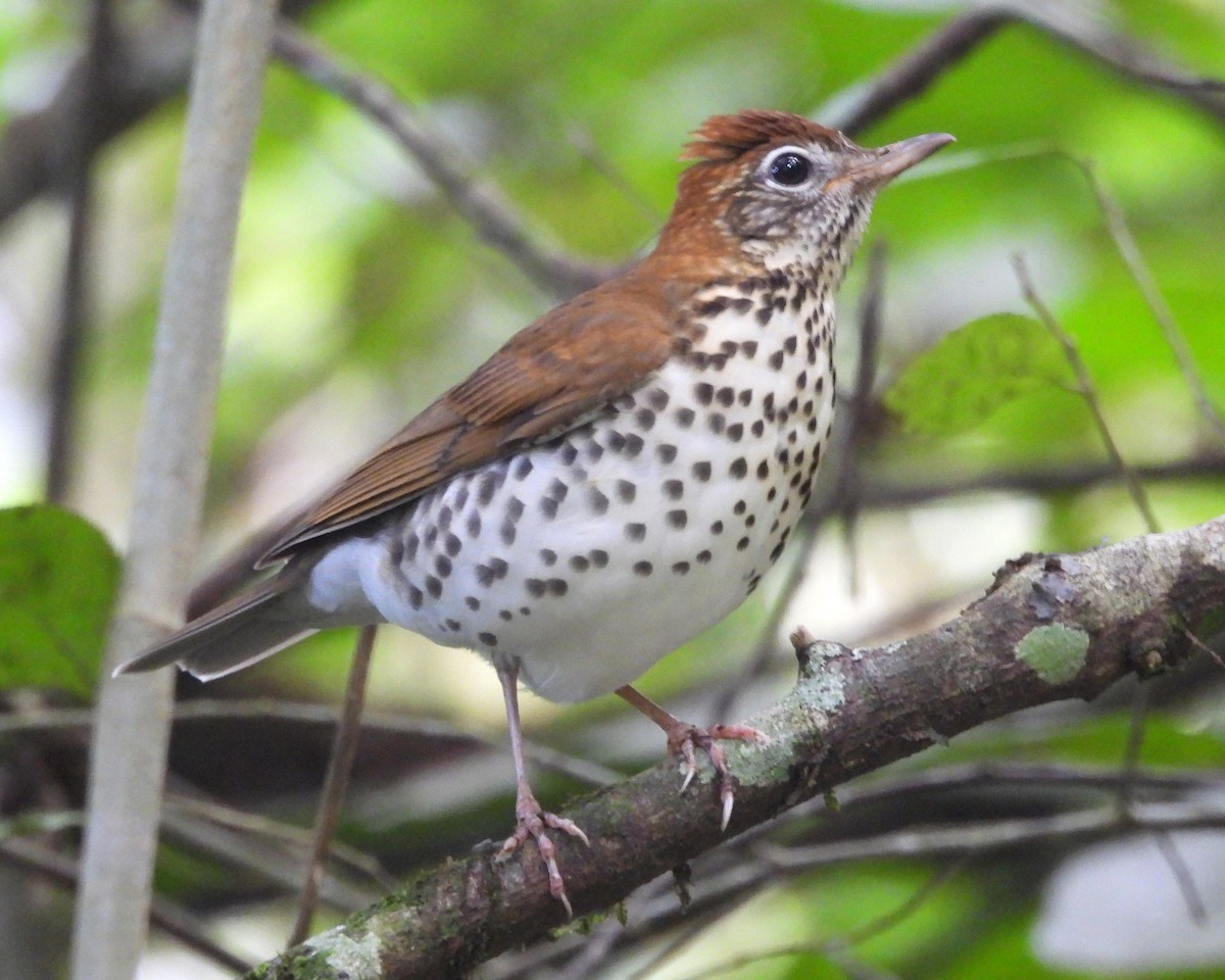 モリツグミ - ML646618170