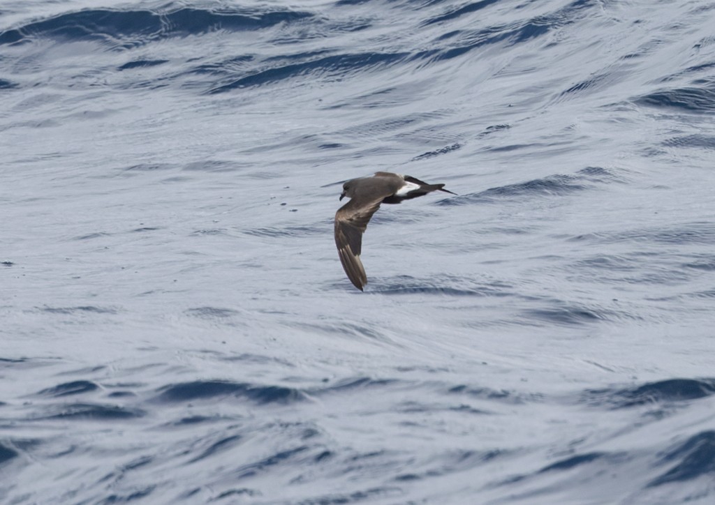 コシジロウミツバメ - ML646618174