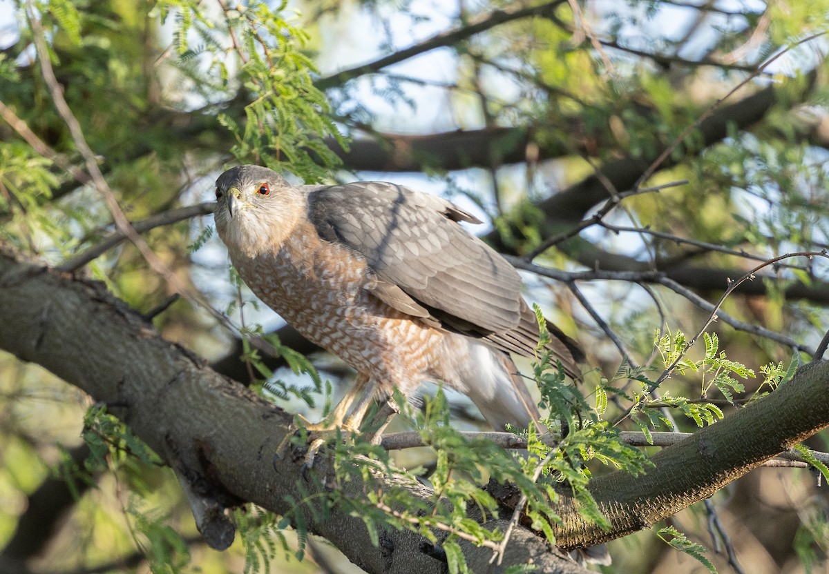 Cooper's Hawk - ML646618176
