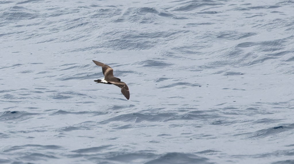 コシジロウミツバメ - ML646618179