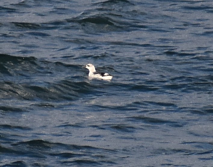 Arao Colombino (snowi) - ML646618180