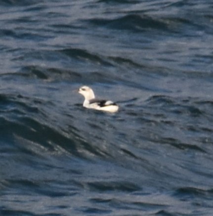 Arao Colombino (snowi) - ML646618181