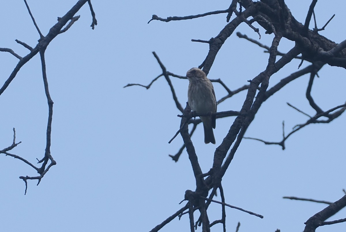 Stripe-breasted Seedeater - ML646618182