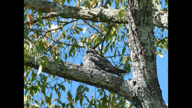 Gecedoğanı - ML646618183