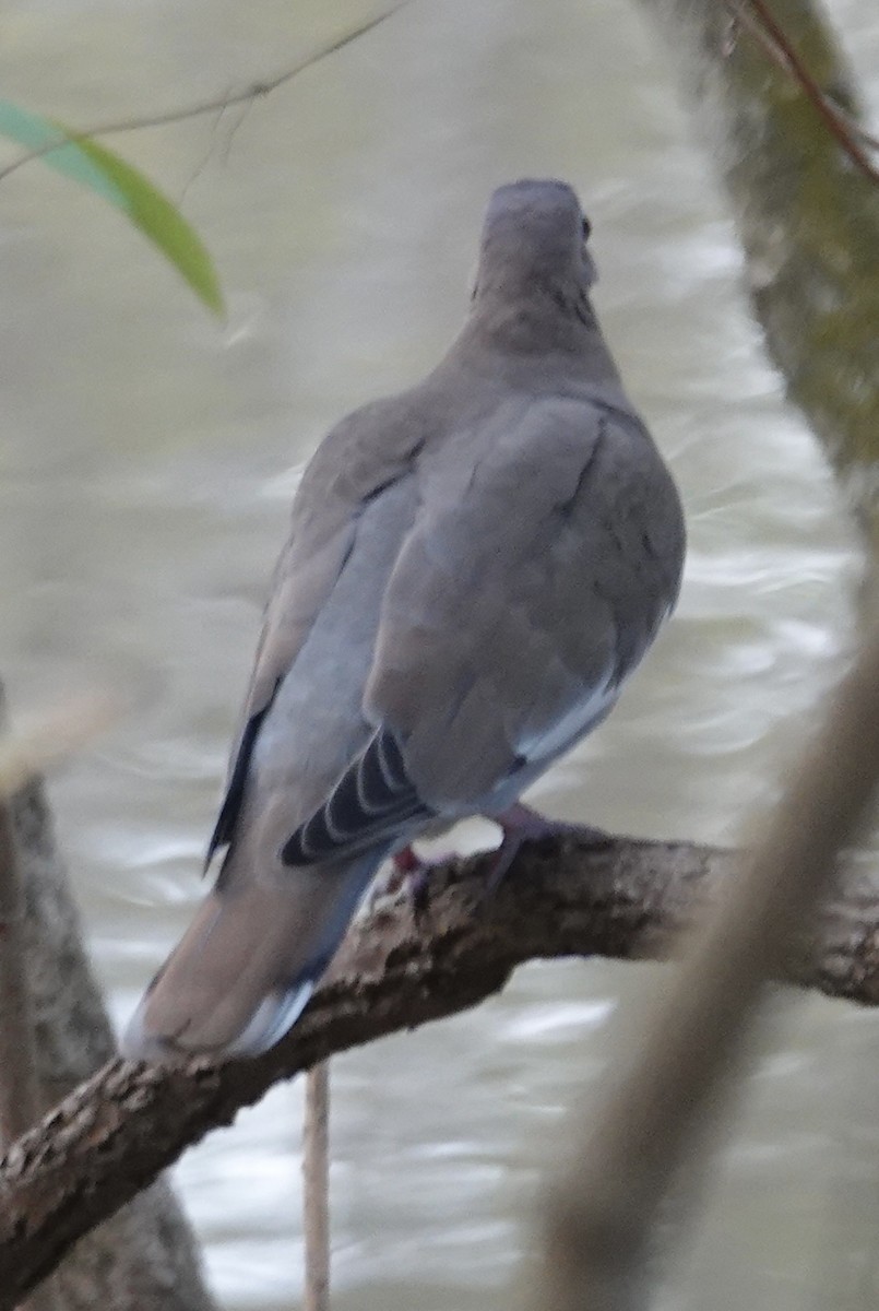 White-winged Dove - ML646618184