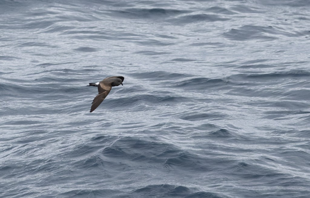 コシジロウミツバメ - ML646618185