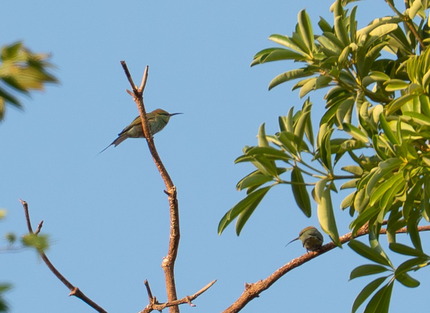 African Green Bee-eater - ML646618188