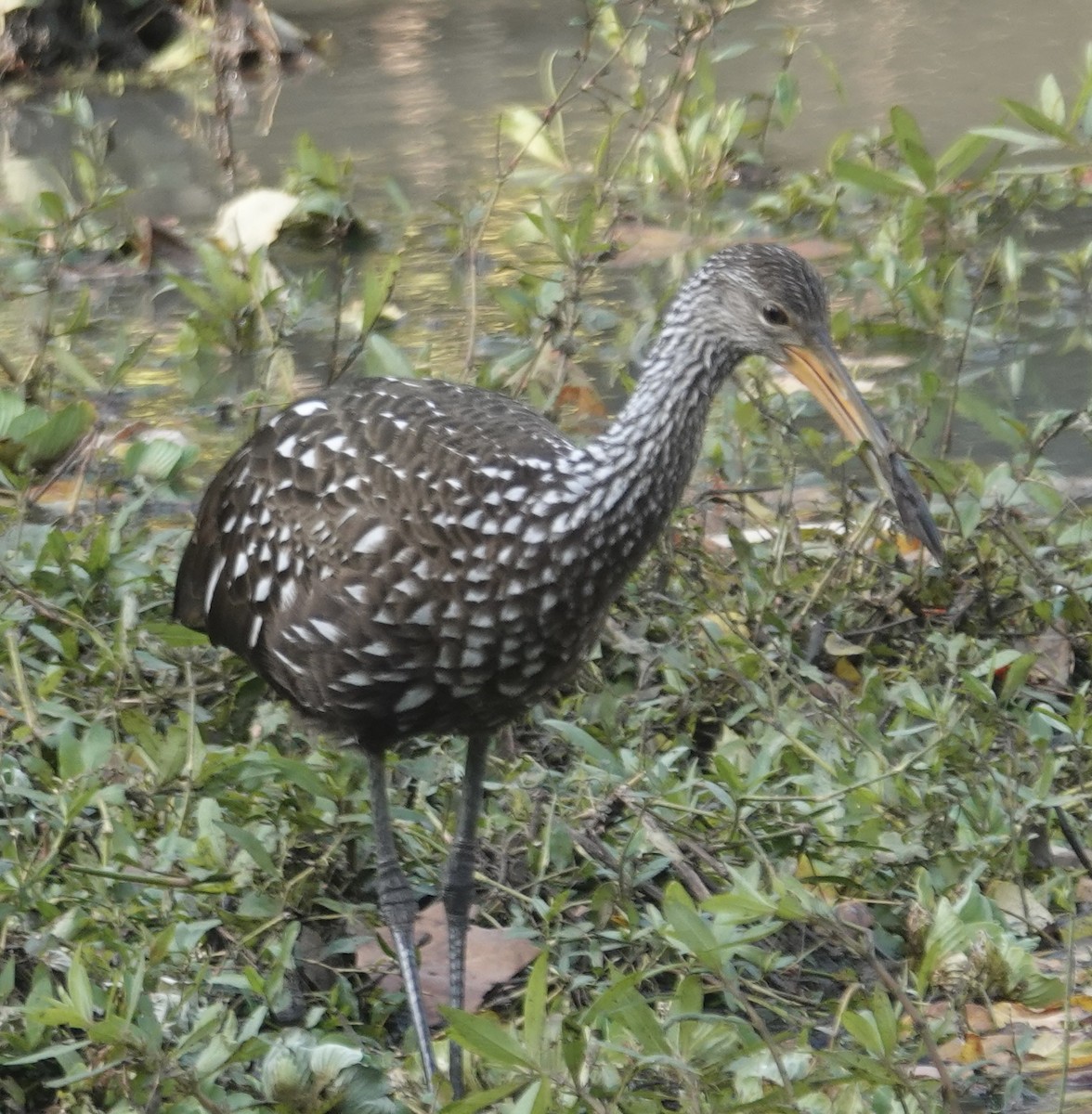 Limpkin - ML646618189