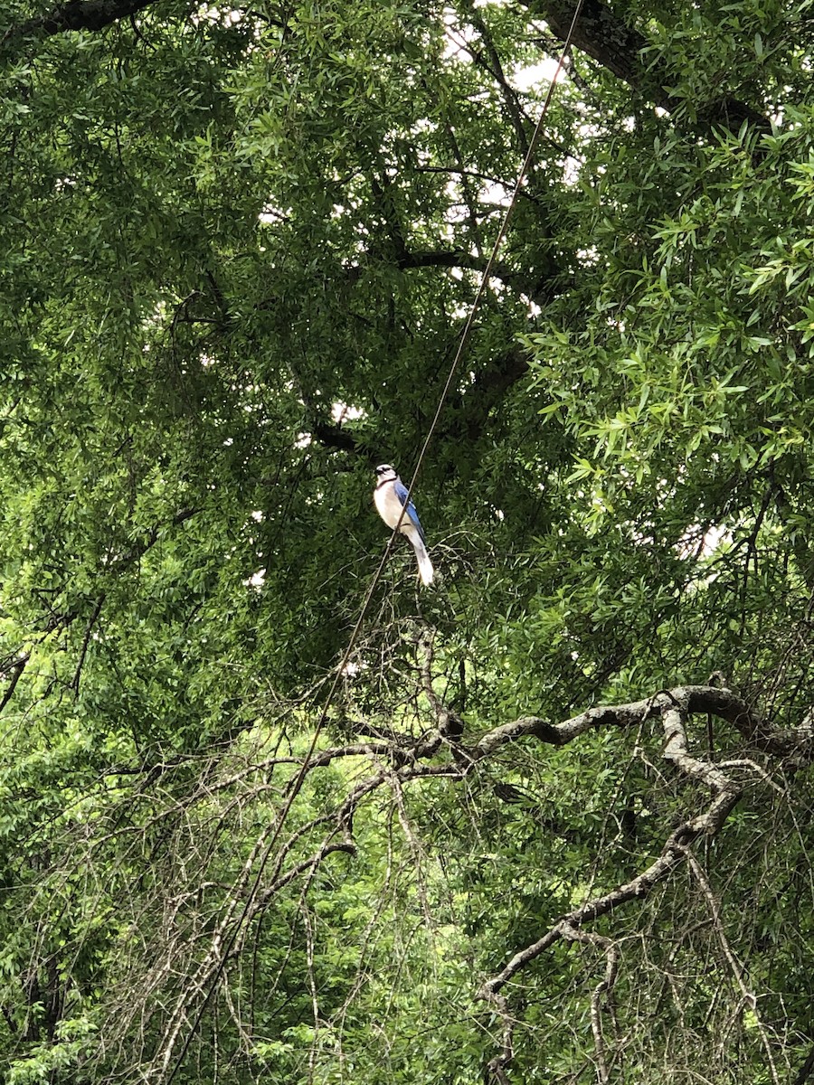 Blauhäher - ML646618190