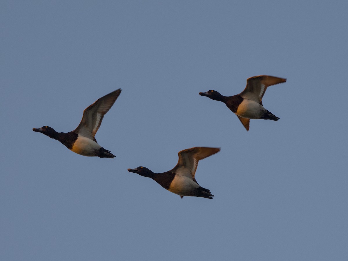 アメリカホシハジロ - ML646618191