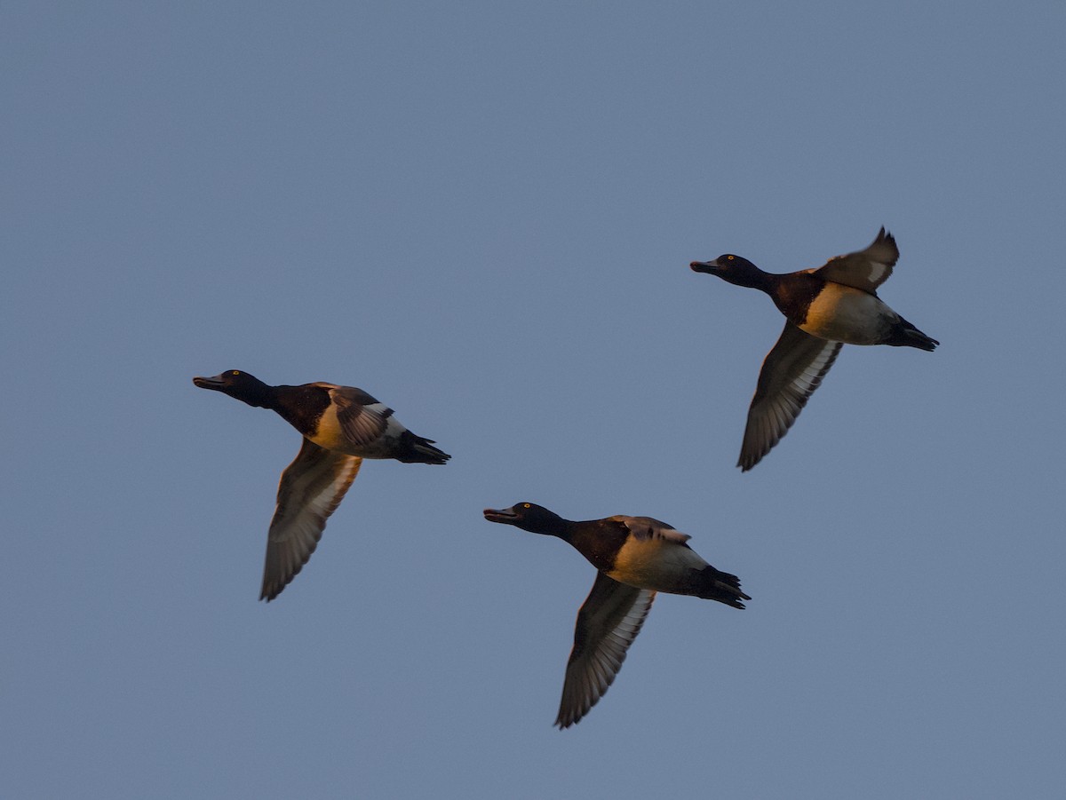 アメリカホシハジロ - ML646618192