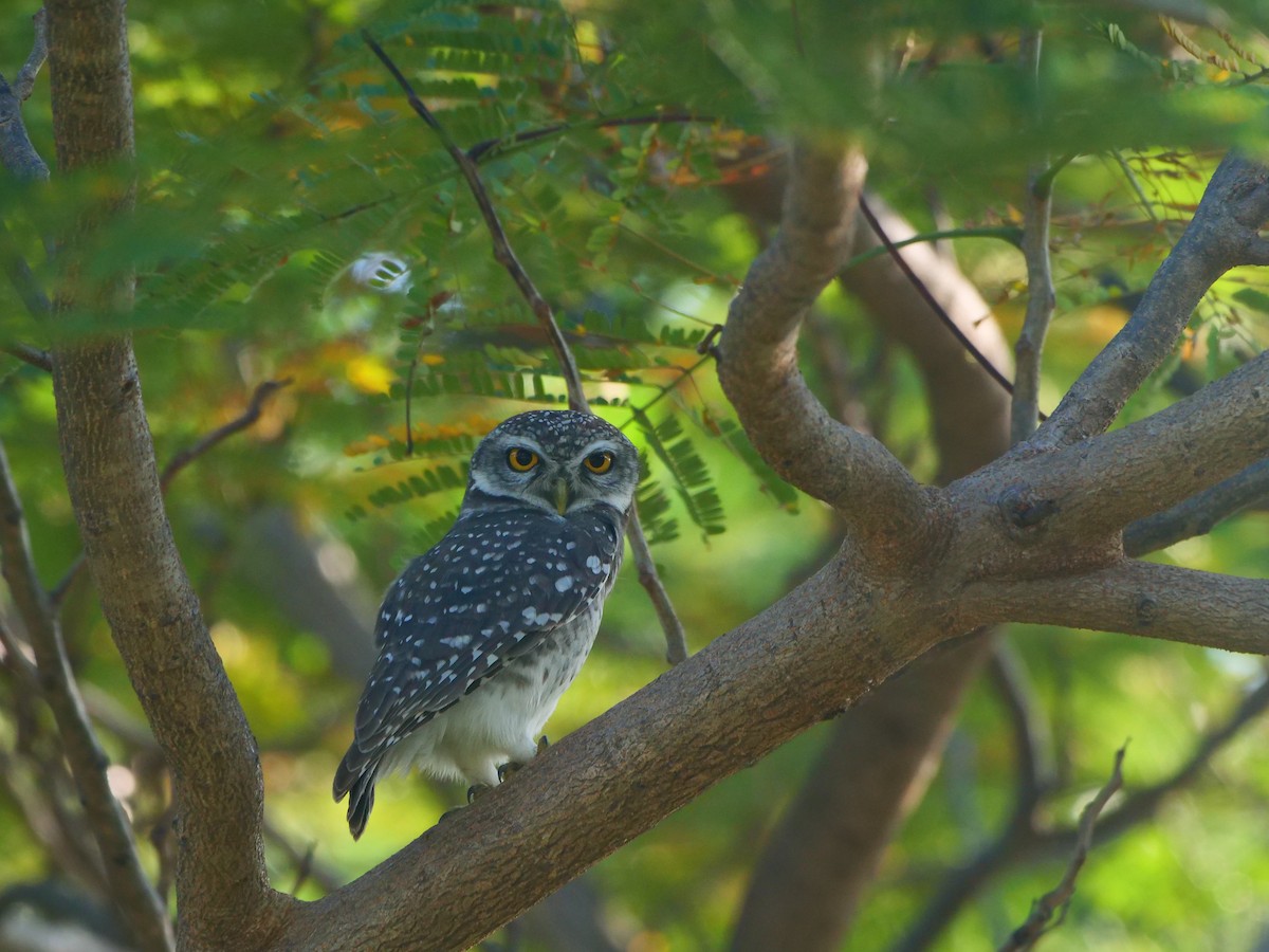 Chevêche brame - ML646618195