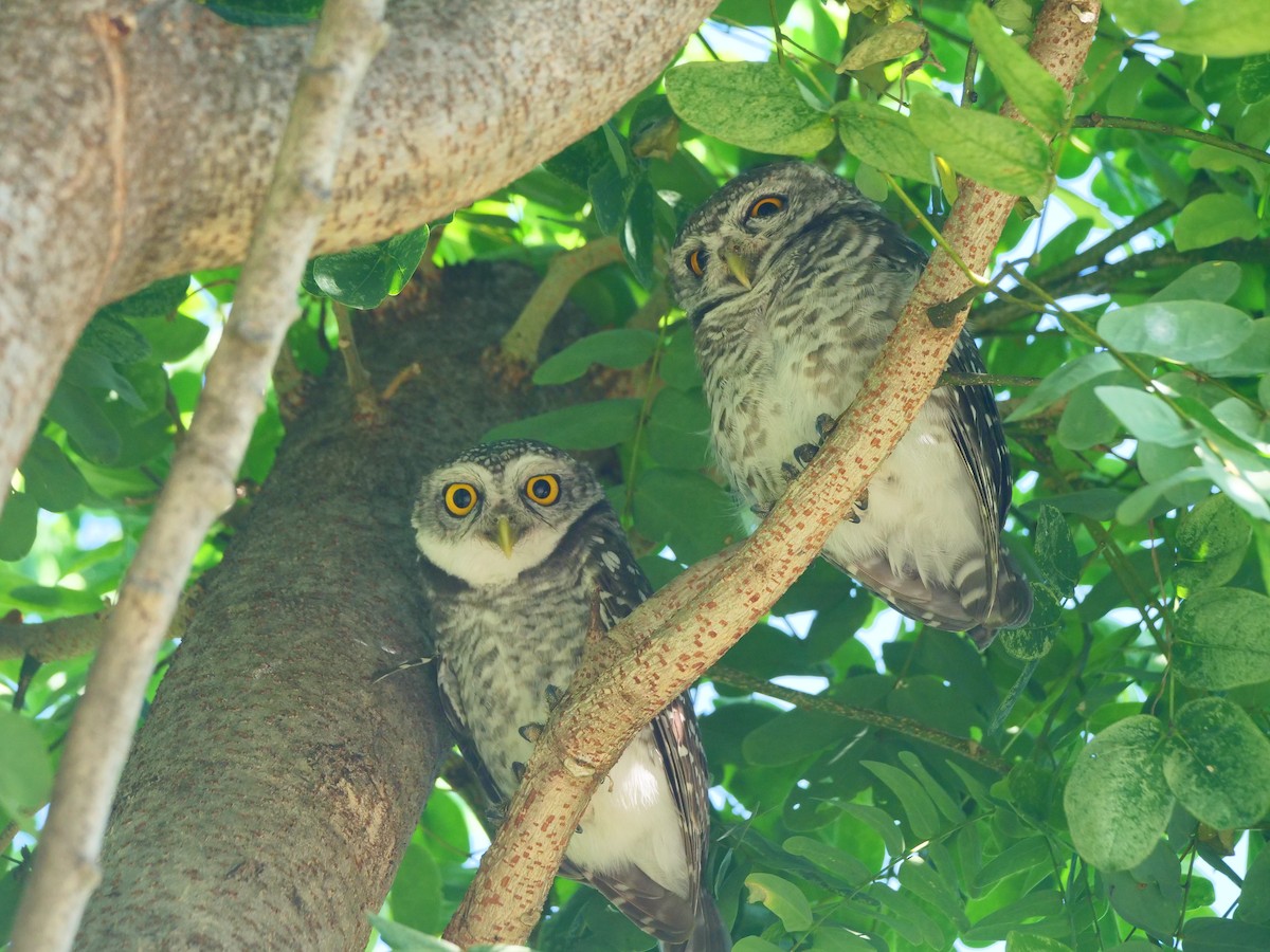 Chevêche brame - ML646618196