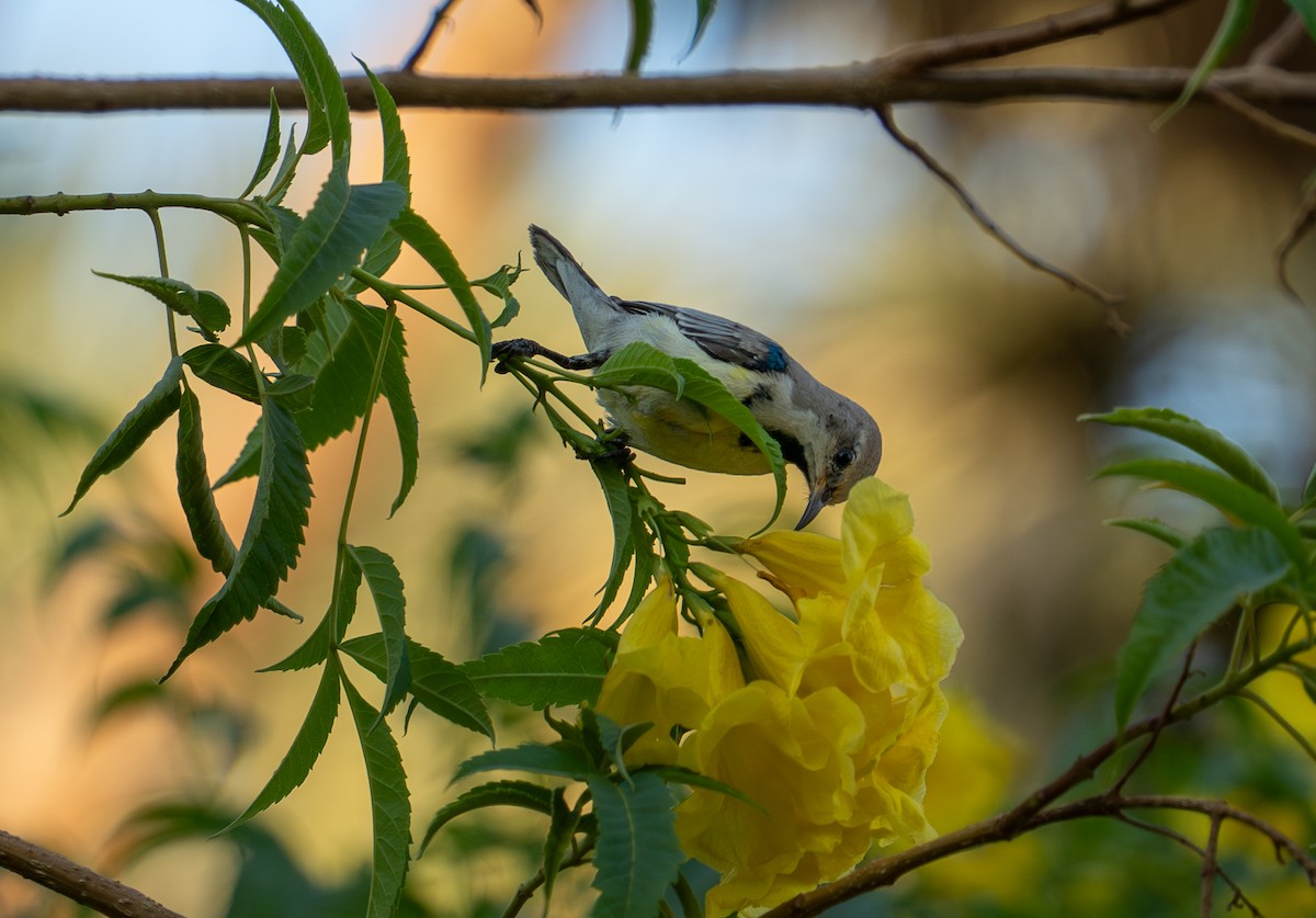 Nile Valley Sunbird - ML646618197