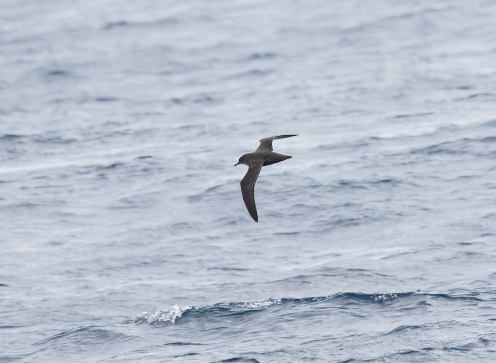 buřňák temný - ML646618198