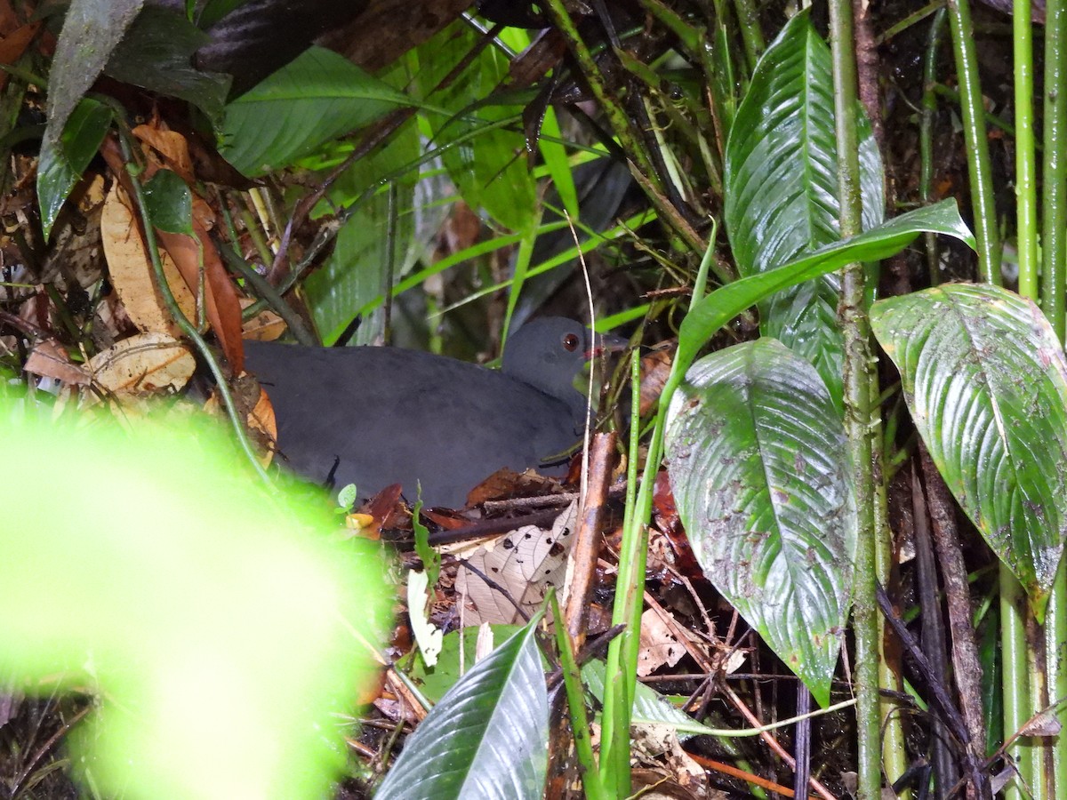 ススグロシギダチョウ - ML646618199