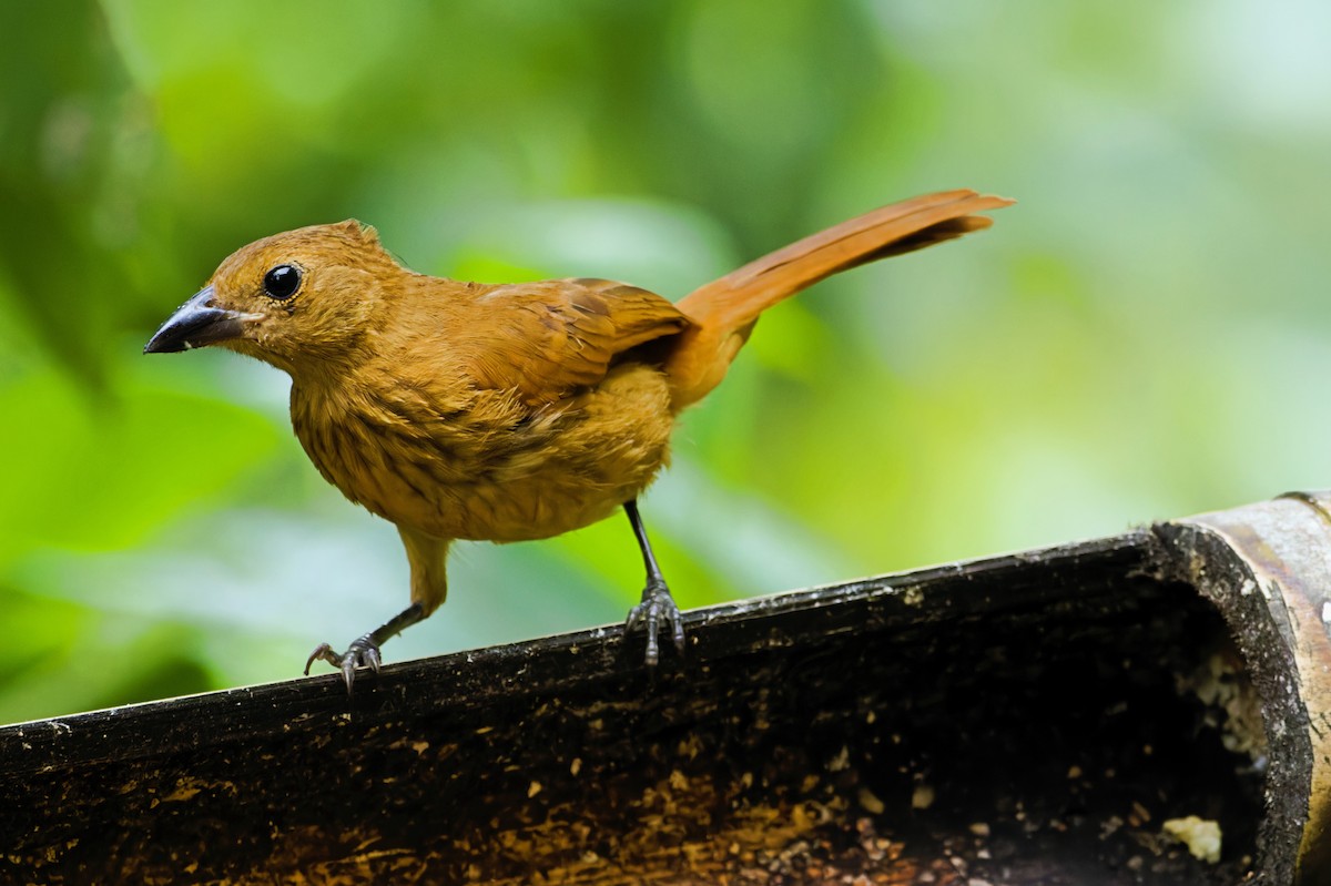 クロフウキンチョウ - ML646618200