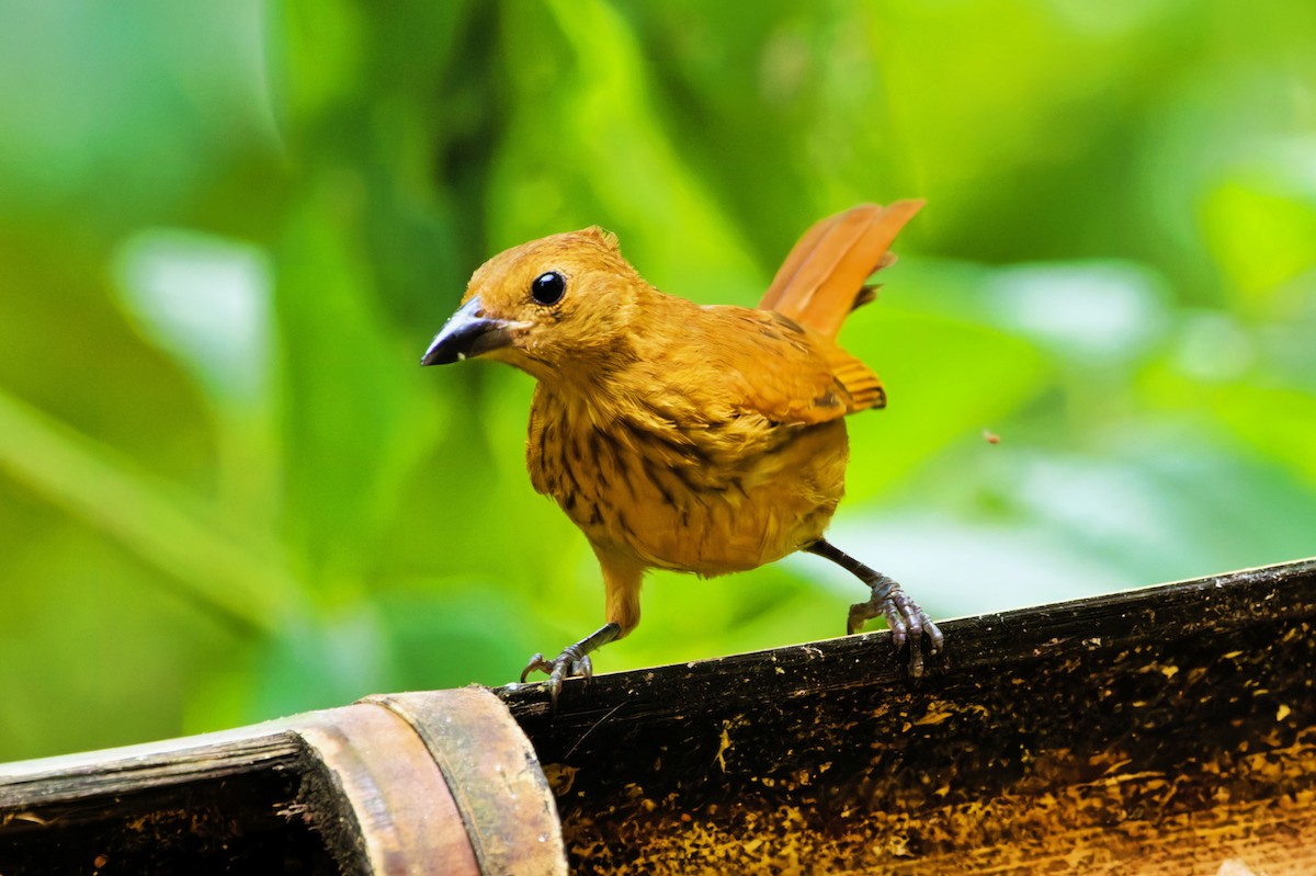 クロフウキンチョウ - ML646618201