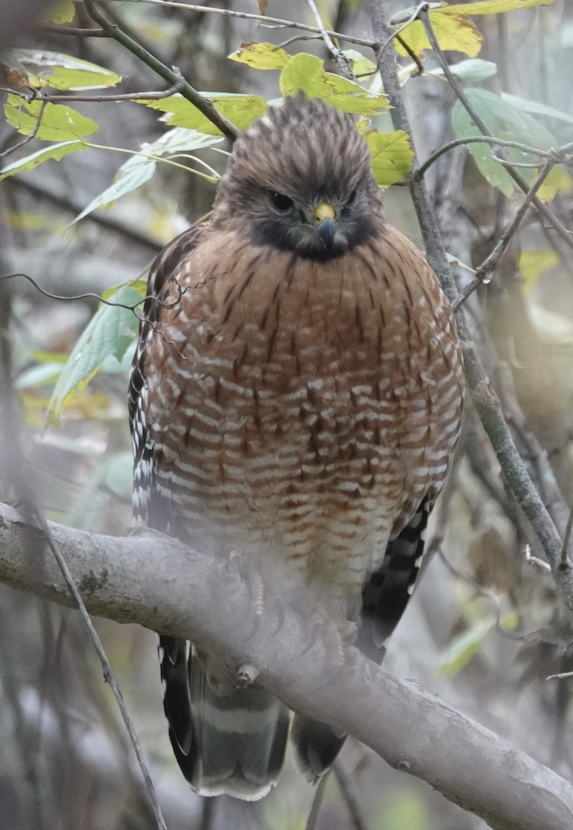Red-shouldered Hawk - ML646618203