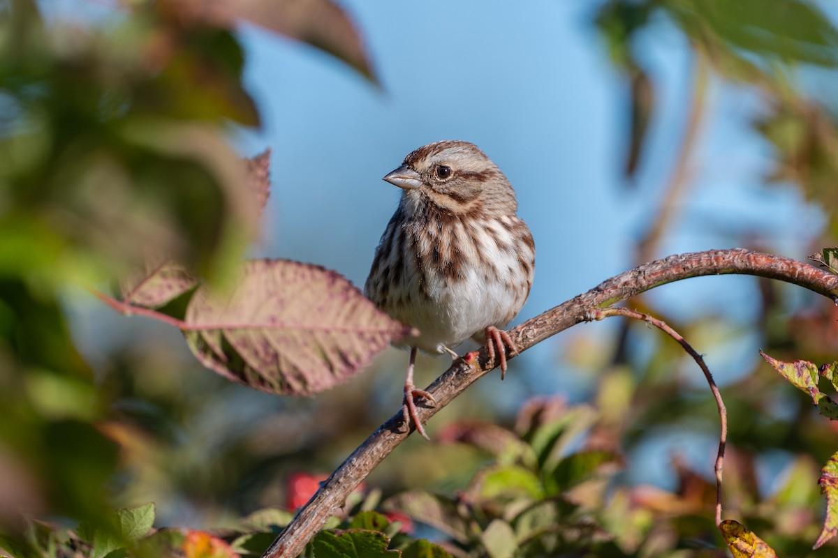 Ötücü Serçe - ML646618204