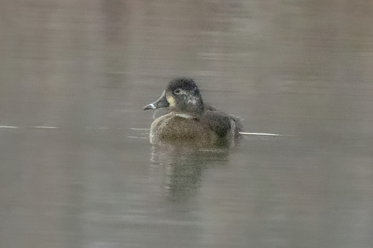 Moretta dal collare - ML646618205