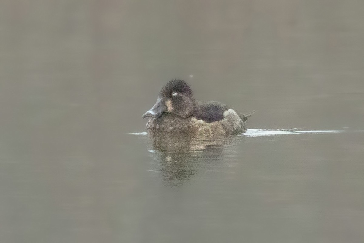 Moretta dal collare - ML646618206