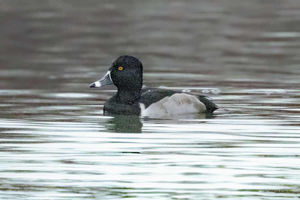 Moretta dal collare - ML646618207