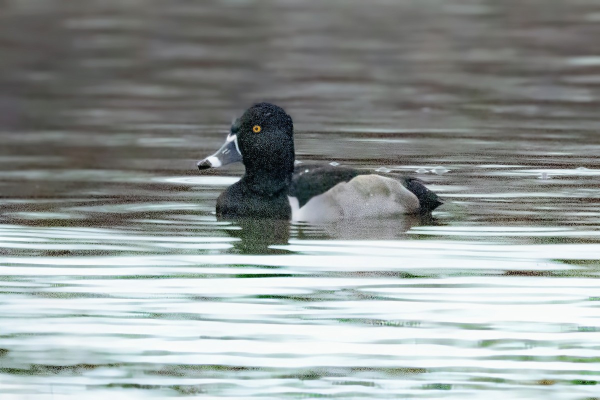 Moretta dal collare - ML646618208