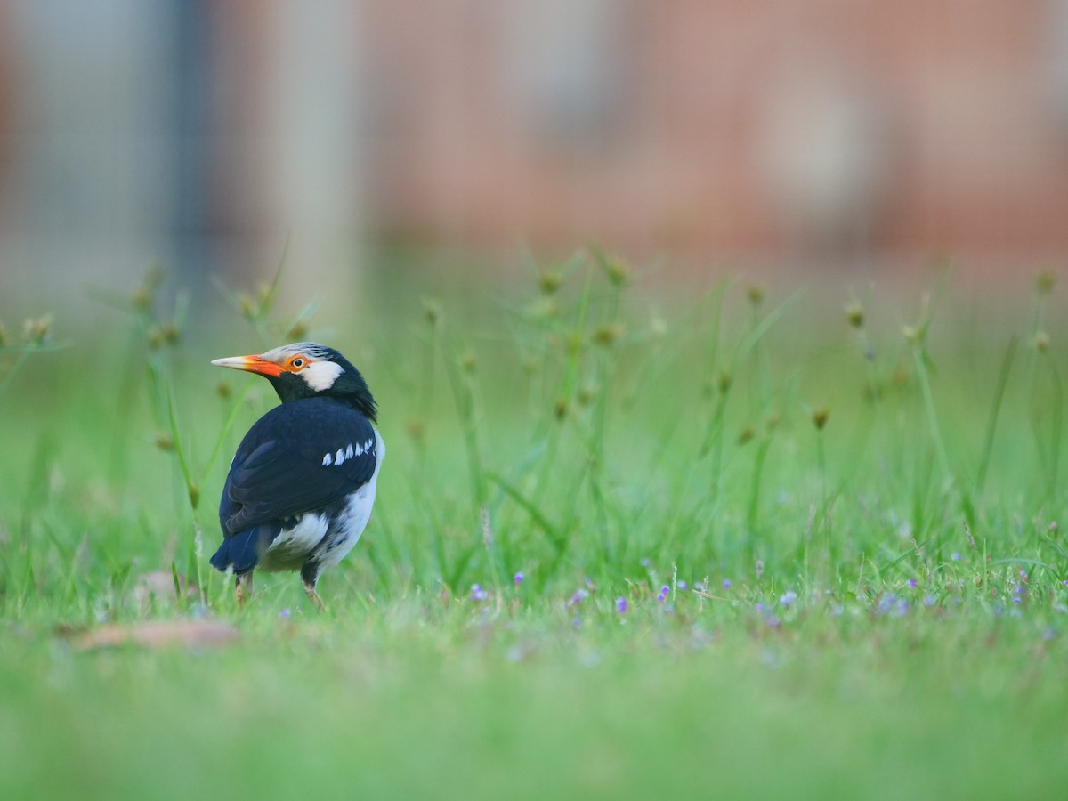 Étourneau siamois - ML646618209