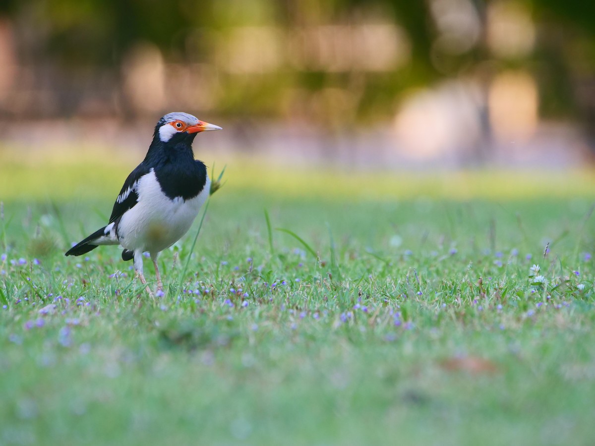 Étourneau siamois - ML646618210