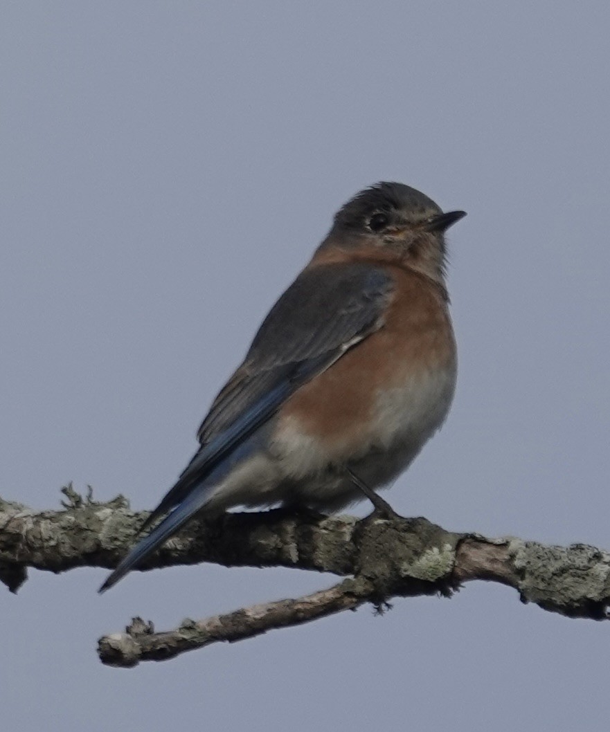 Eastern Bluebird - ML646618213
