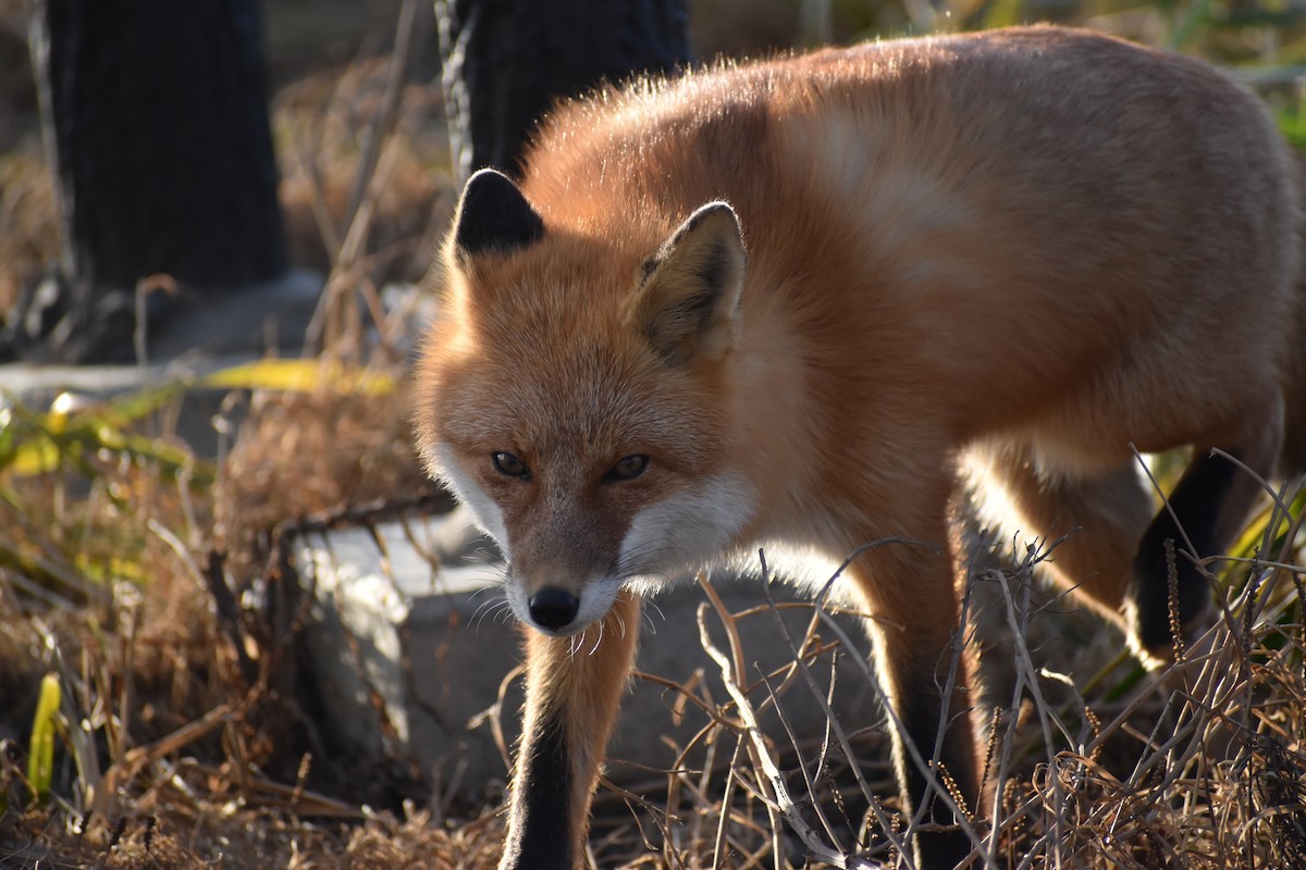 Zorro común de Hokkaidō - ML646618222