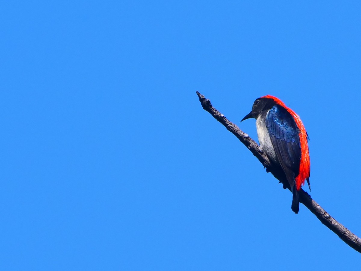 Dicée à dos rouge - ML646618223