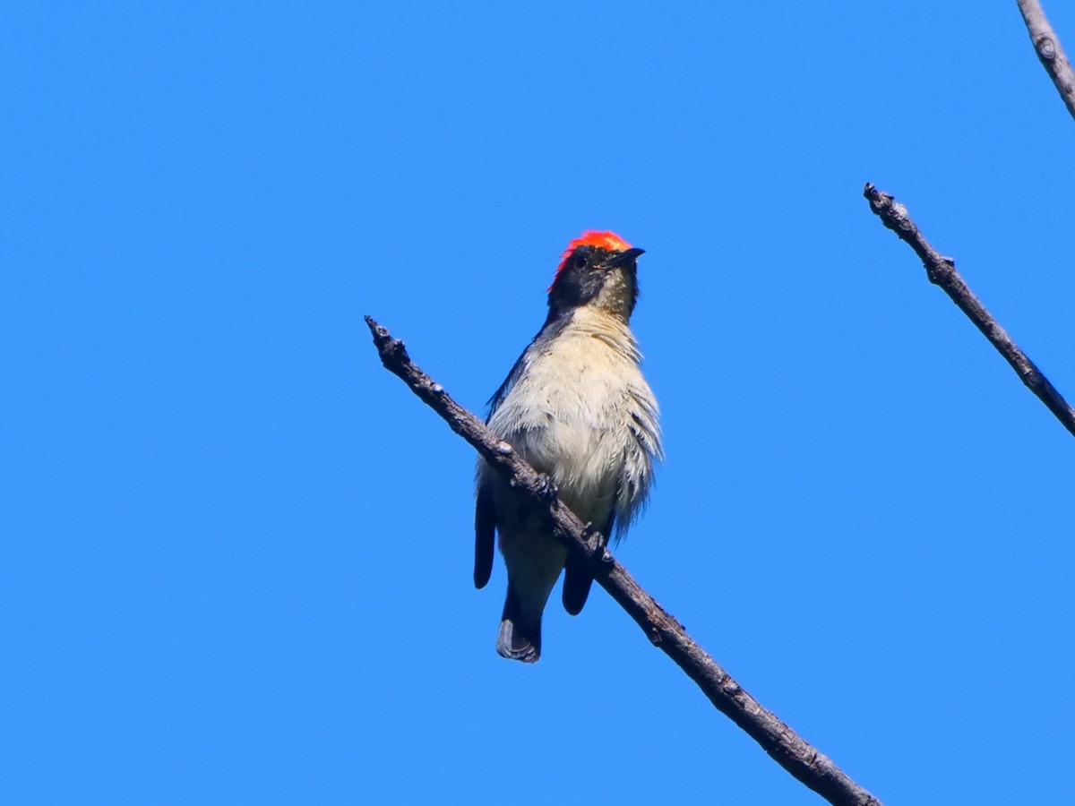 Dicée à dos rouge - ML646618224