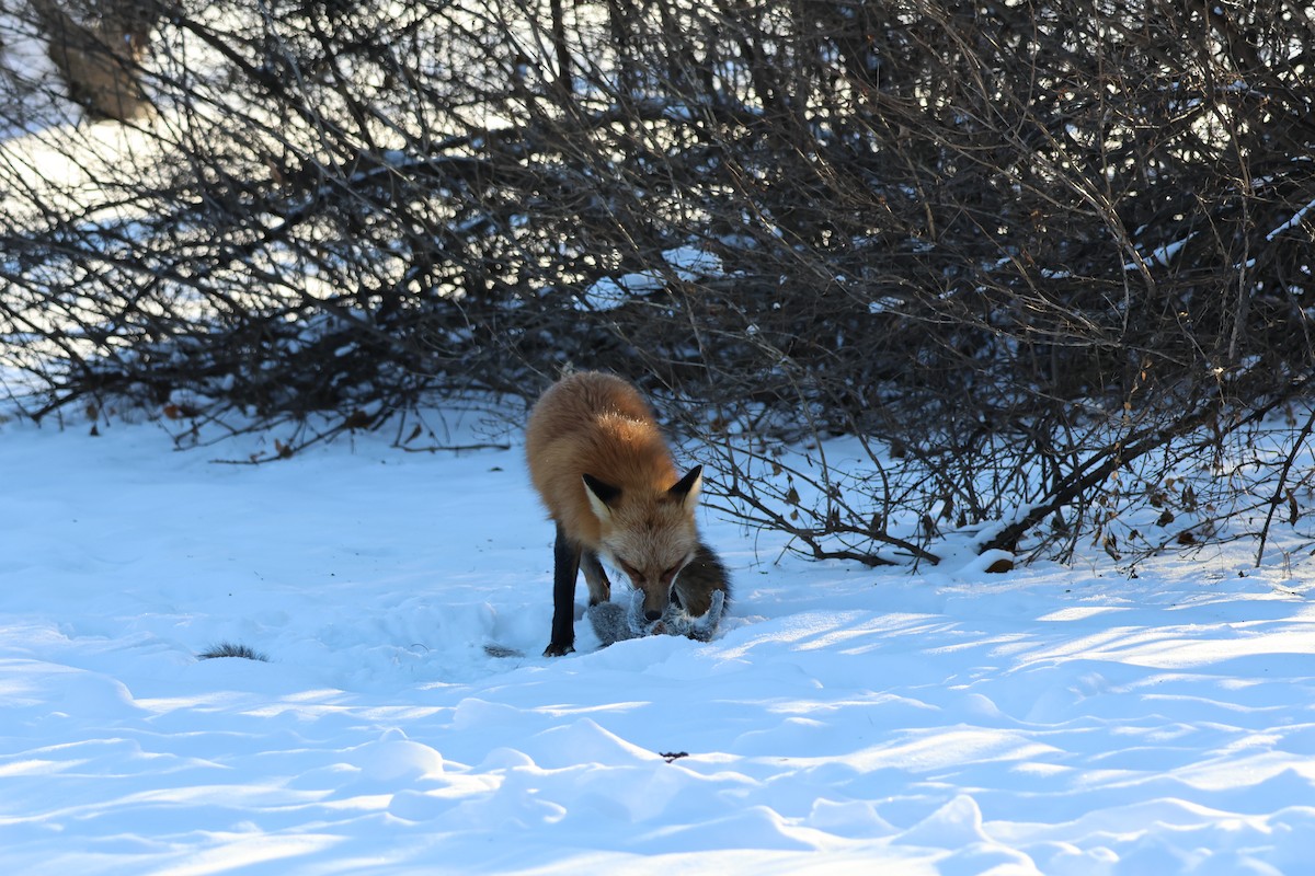 Red Fox - ML646618225
