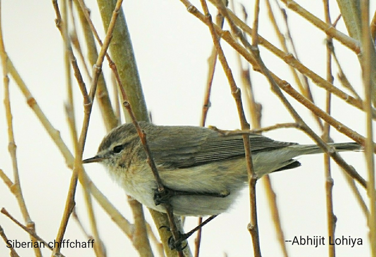 Pouillot montagnard - ML646618226