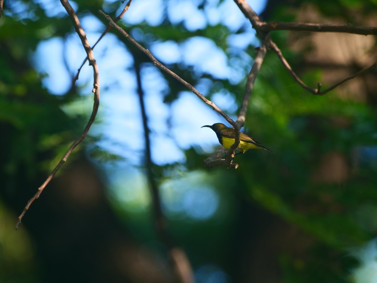 Souimanga orné (groupe ornatus) - ML646618228