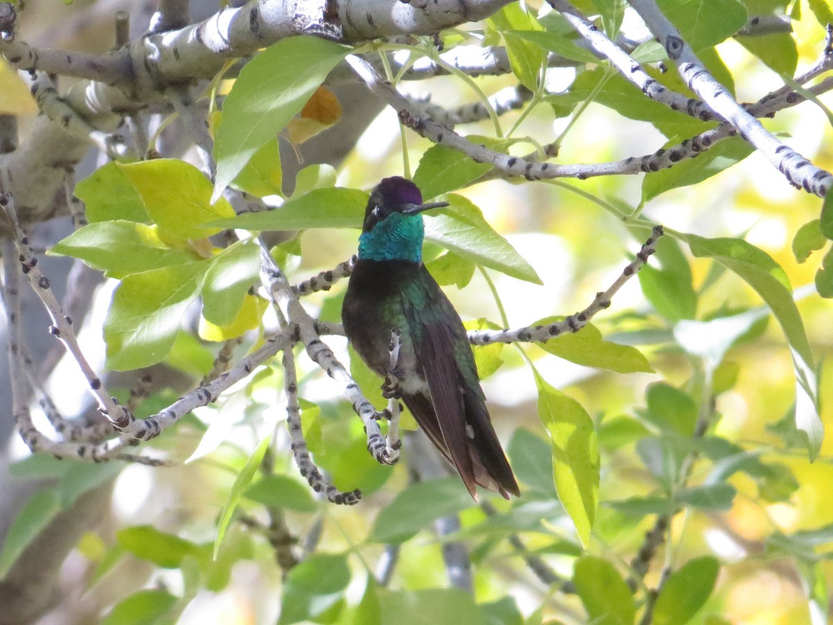 Rivoli's Hummingbird - ML646618232