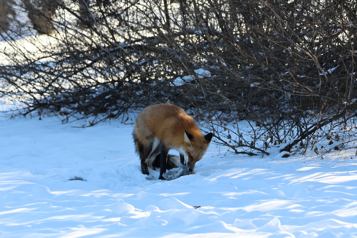 Red Fox - ML646618233