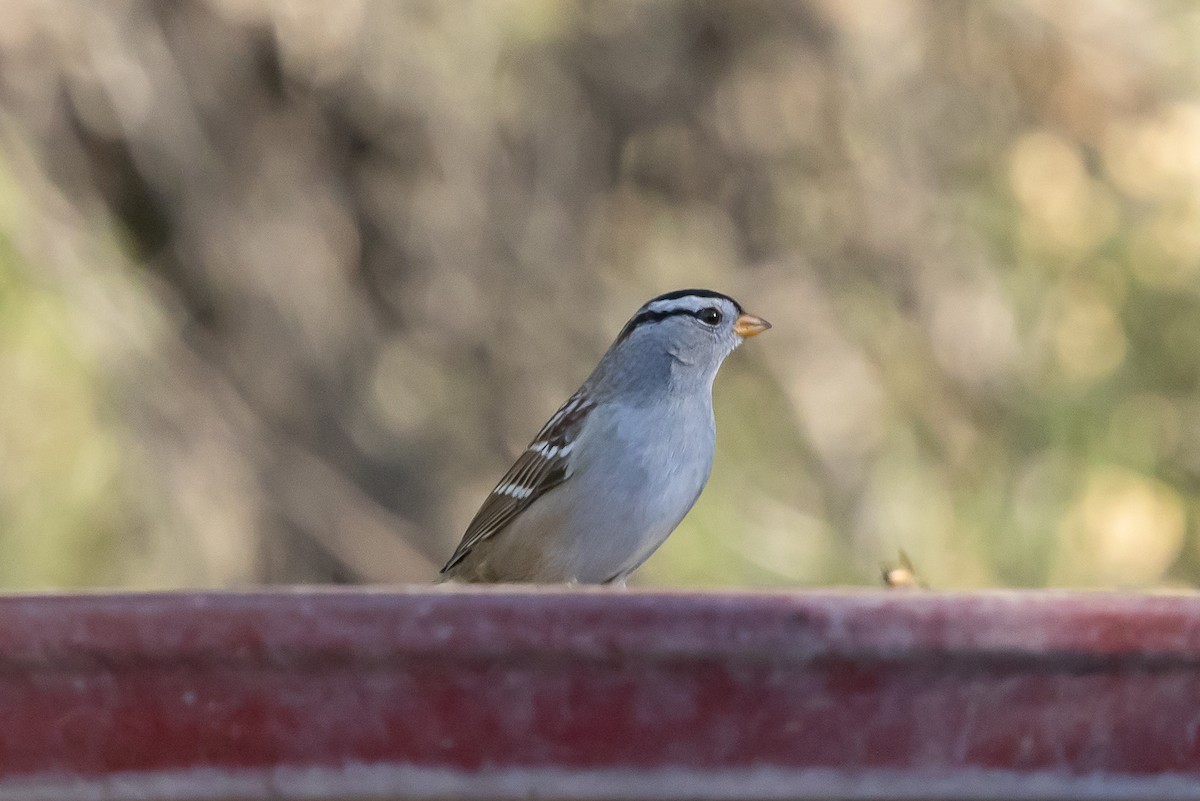 White-crowned Sparrow - ML646618241