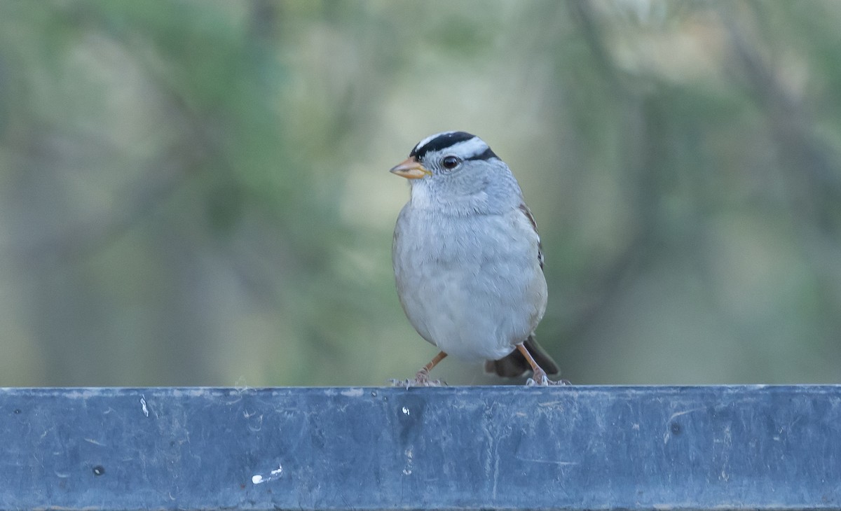 White-crowned Sparrow - ML646618242
