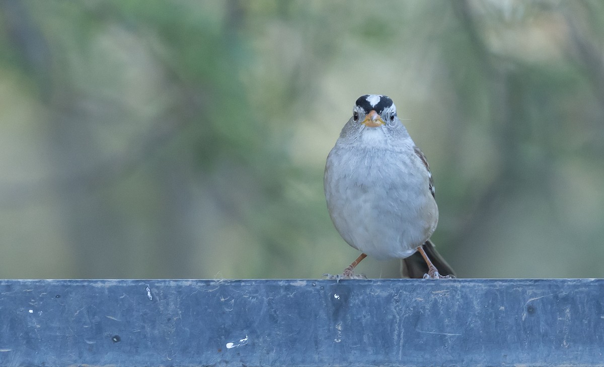 White-crowned Sparrow - ML646618243